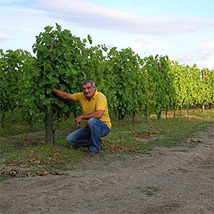 Giovanni Migliozzi nella vigna