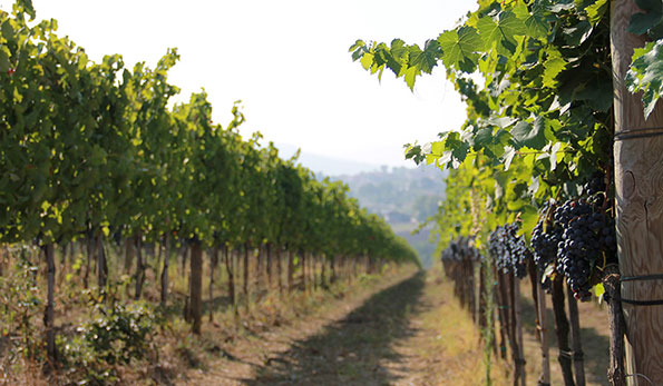 Vigneto azienda Nardone Nrdone