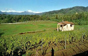 I vigneti di Barbaglia