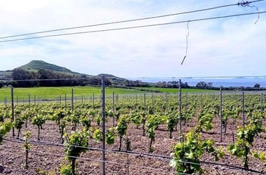 vigneti azienda Nuraghe Crabioni