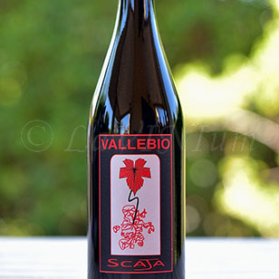 Scaja 2016 Vallebio