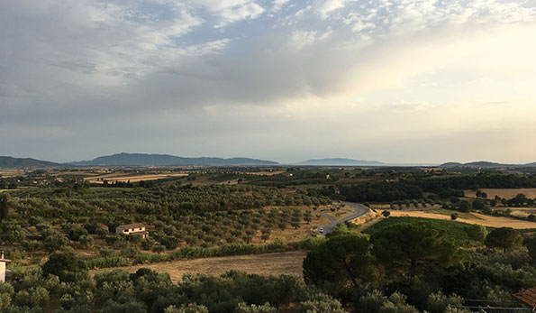 Vigneti Vermentino toscano