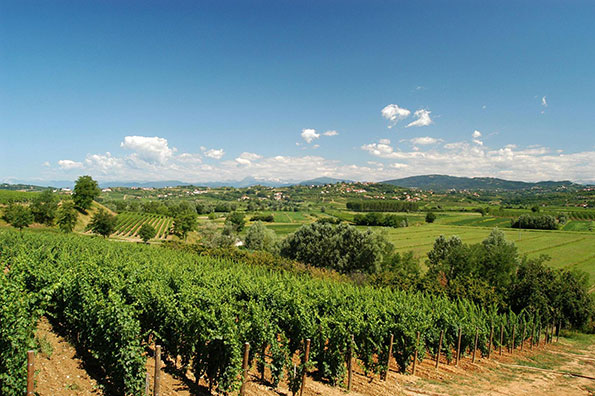 Altri vigneti nel Collio