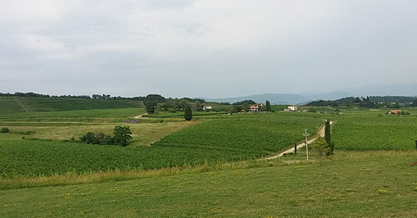 Vigneti al Castello di Spessa