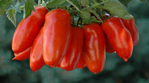 Grappolo San Marzano