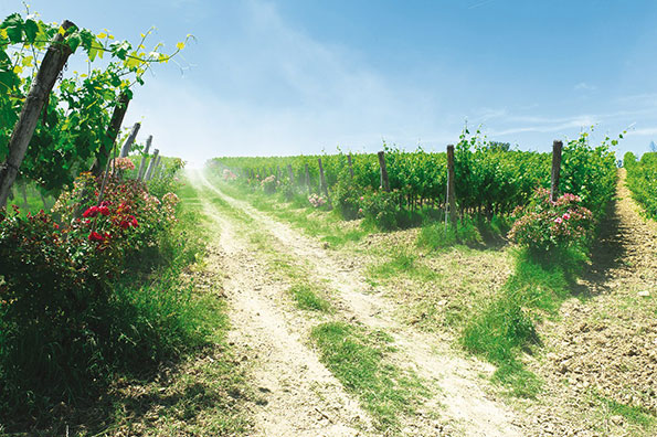 Vigneti Cantina Roccafiore