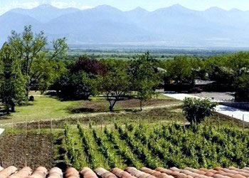 Vigneti azienda Schuchmann