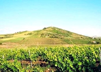 Vigneti di Grillo