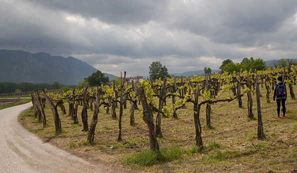 Vigneti nella Valle della Vipava