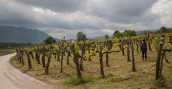 Vigneti nella Valle della Vipava