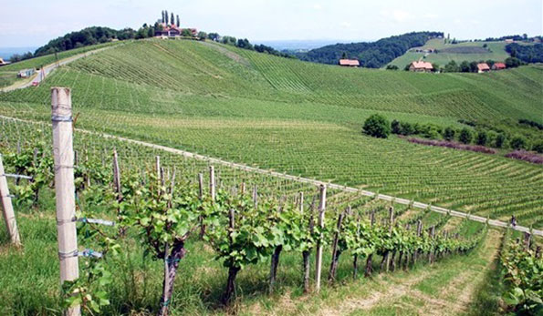 I vigneti di casa Koegl