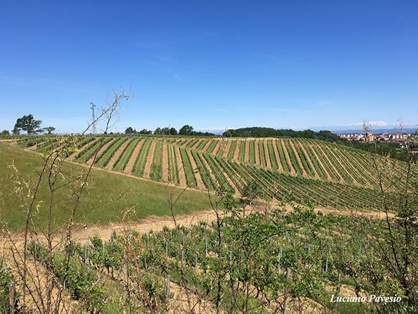 Le colline vitate del Gavi