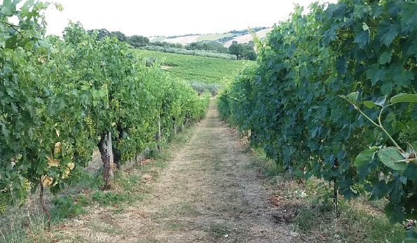 Vigneto dell'azienda Lucchetti