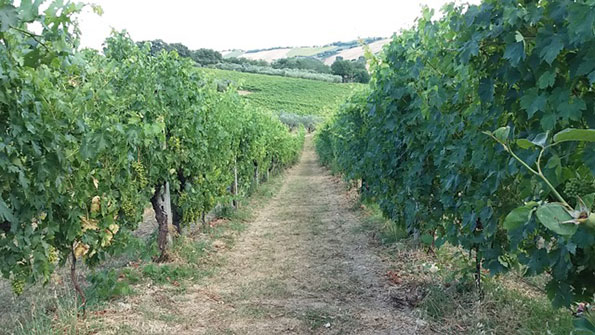 Vigneto presso l'azienda Lucchetti
