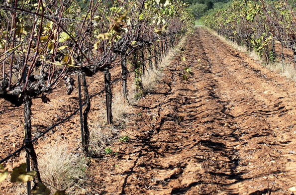 Effetti della siccità