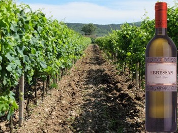 Pinot Grigio dell'Isonzo Bressan