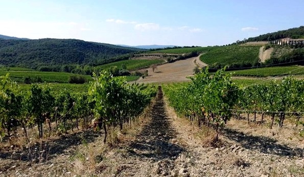 Vigneti Fattoria del Pino