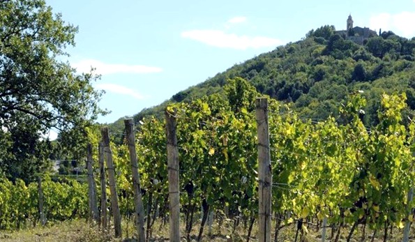 Filari Fattoria del Pino