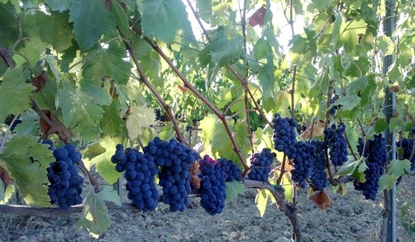 uva sangiovese grosso