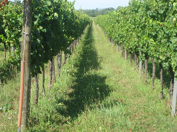 Filari a Vigne del Malina