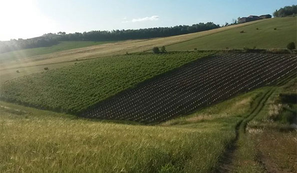 Podere Cervarola vigneti