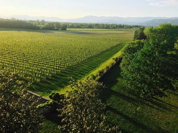 Vigneti Vigne del Malina