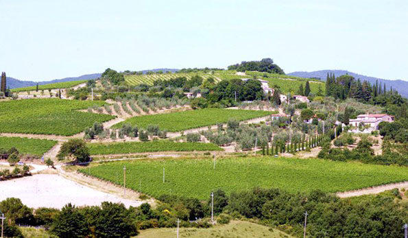 Vigneti azienda Baricci