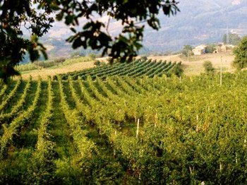 Vigneti verdicchio
