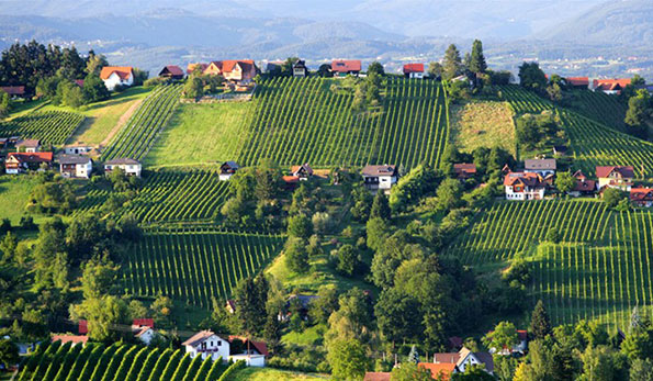Le vigne sulla Schilcherstrasse