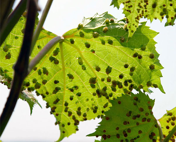 Parassiti della vite