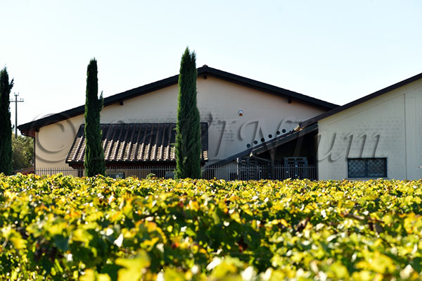 Azienda Le Macchiole