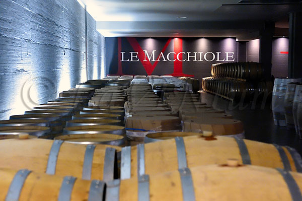 Cantina con barriques azienda Le Machiole