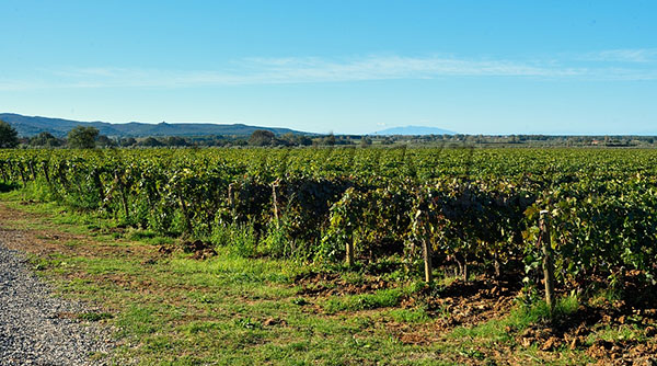 igneti a Le Macchiole