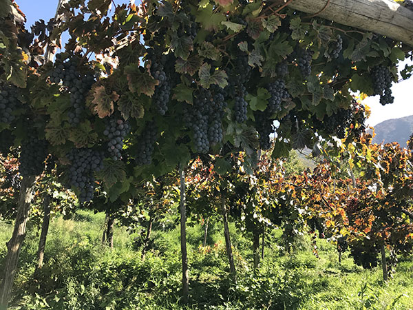 Grappoli d'uva alla Tenuta San Francesco