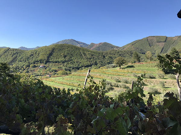 Panorama sulle vigne della Tenuta San Francesco