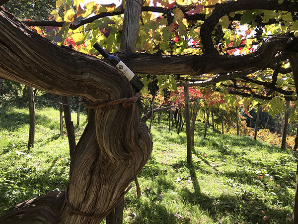 Vite centenaria alla Tenuta San Francesco