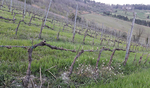 Vigneti Noelia Ricci