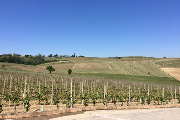 Le vigne dell'azienda Accornero