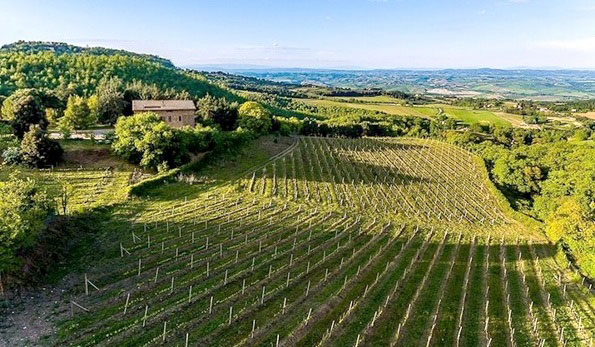 Cantina storica e vecchie vigne della Piombaia