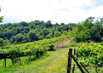 Vigneti della Piombaia