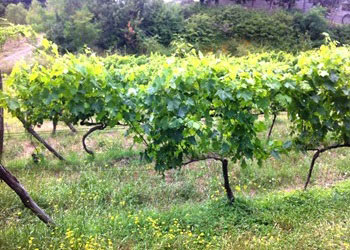 Filare di vite della Piombaia