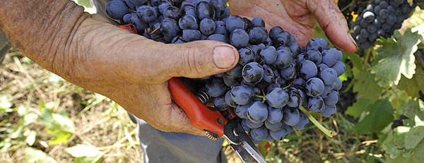 Le mani del vignaiolo
