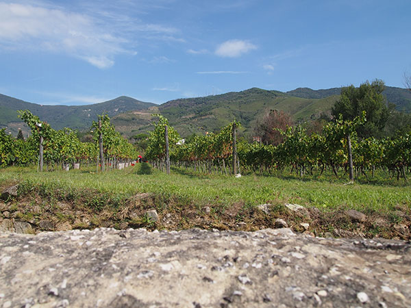 Vigna Fattoria San Vito