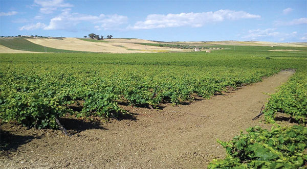 Nero d'Avola allevato nel Fondo Garufo a Mazara del Vallo (TP)