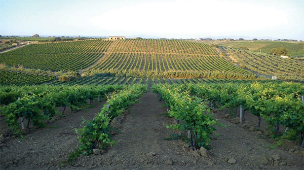 Syrah allevato nel Fondo Latomie Buffa a Castelvetrano (TP)