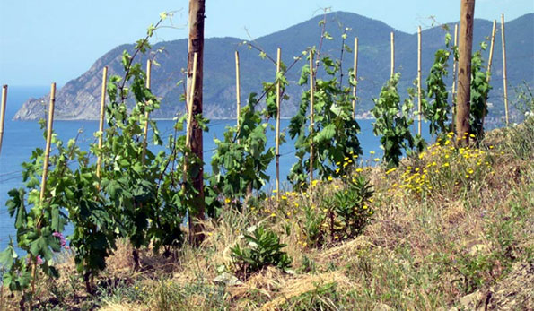 filare azienda Forlini Cappellini