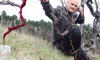 Giorgio Mercandelli in vigna