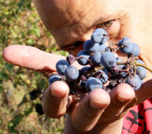 Giorgio Mercandelli con un grappolo