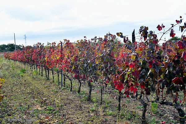 Filare di vite azienda Muscari Tomajoli