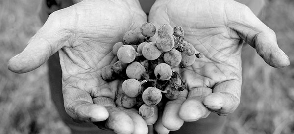 Un grappolo fra le mani